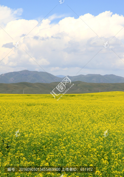 油菜花