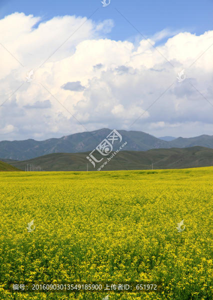 油菜花