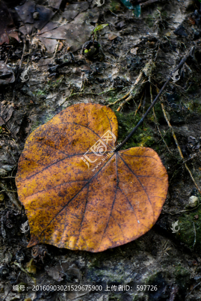 紅葉