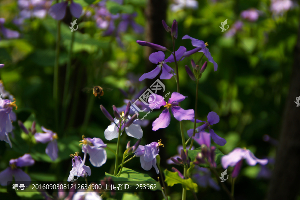 十字花