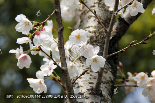 櫻花