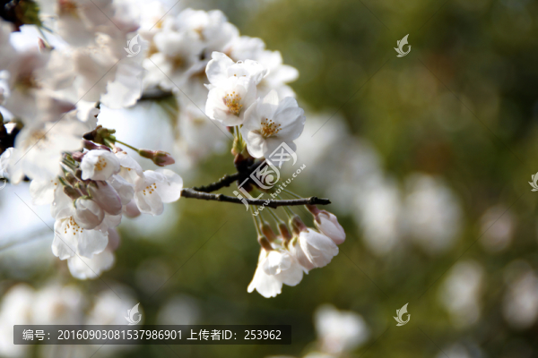 櫻花