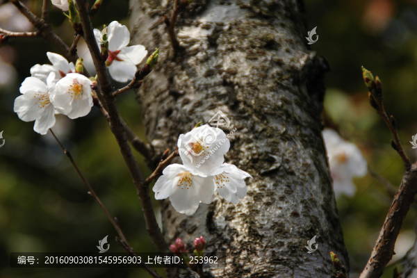 櫻花