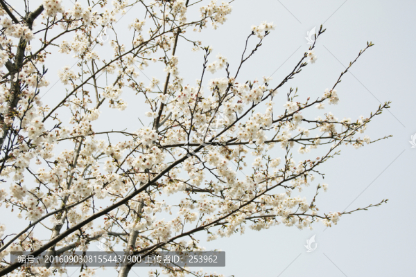 櫻花