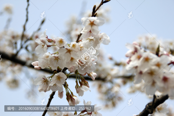 櫻花