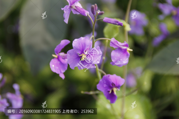 十字花