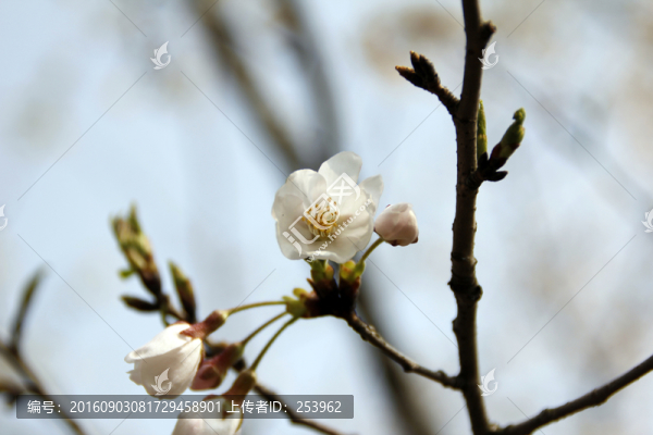 櫻花