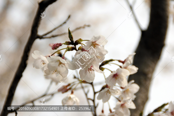 櫻花