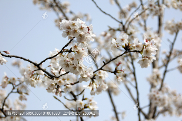 櫻花