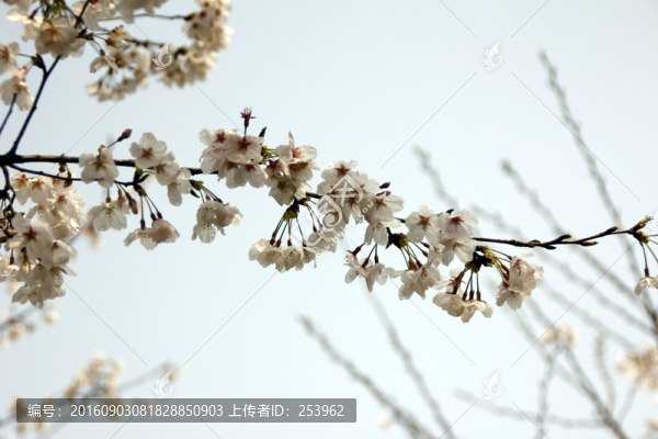 櫻花
