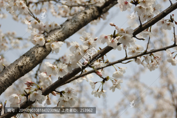 櫻花