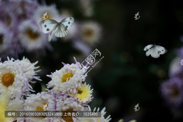 菊花