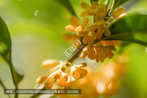桂花