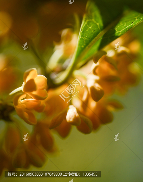 桂花