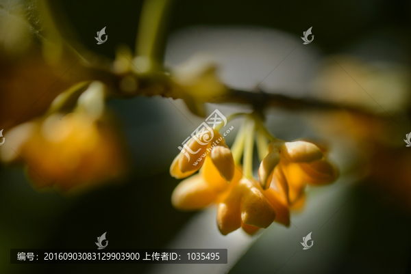 桂花