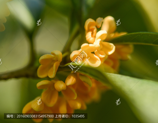 桂花