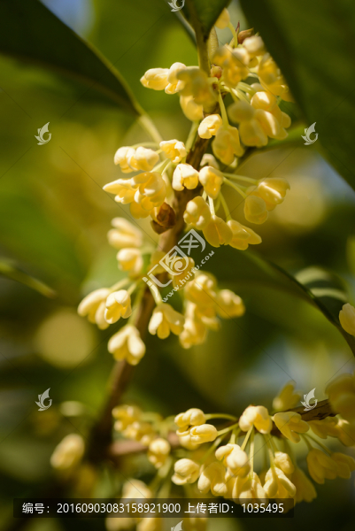 桂花