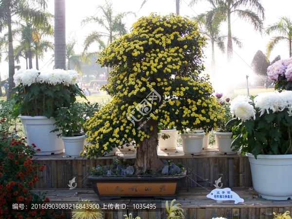 菊花盤(pán)景