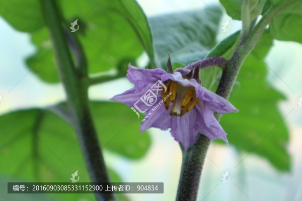 茄子花
