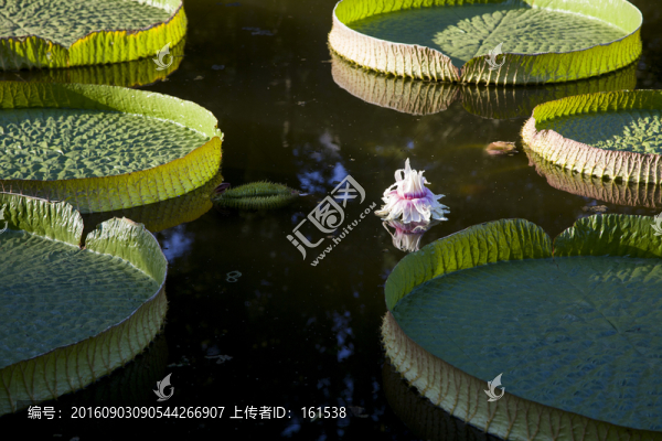 王蓮花