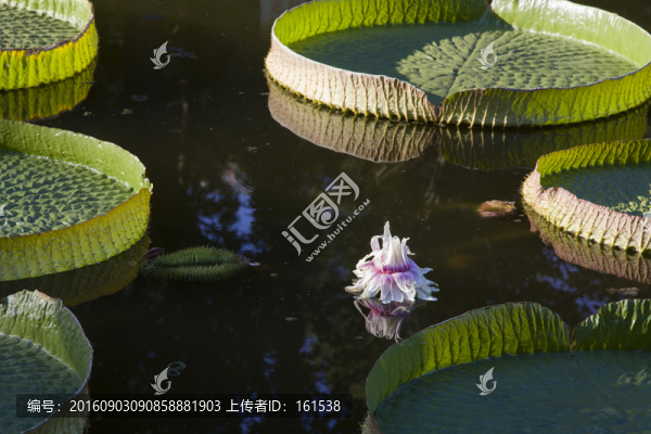 王蓮花