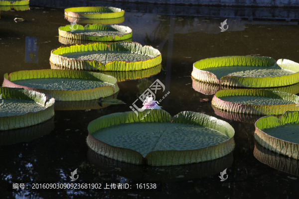 王蓮花
