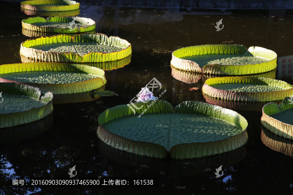 王蓮花