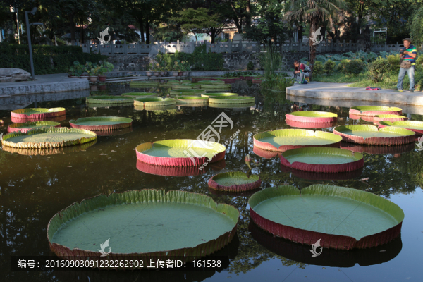 王蓮花