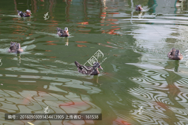 鴛鴦戲水