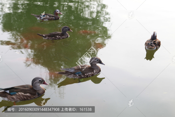 鴛鴦戲水