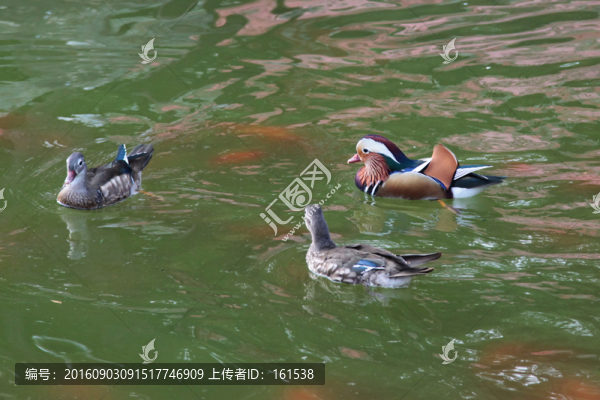 鴛鴦戲水