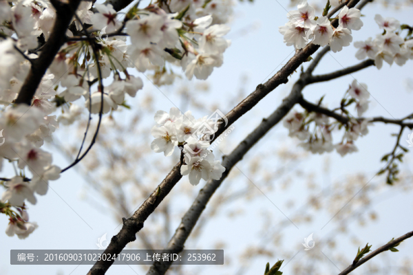 櫻花