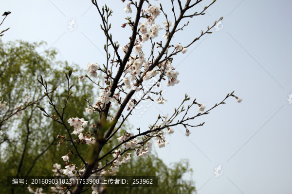 櫻花