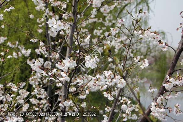 櫻花