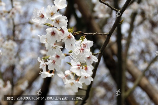 櫻花