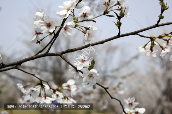 櫻花