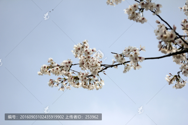 櫻花