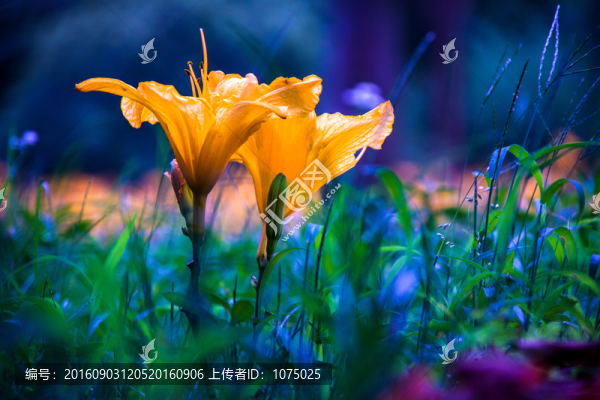 忘憂草