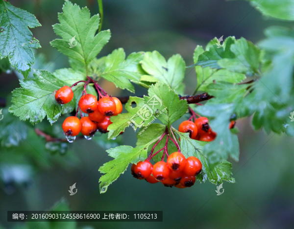紅果
