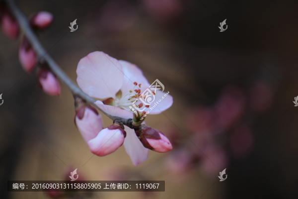 樹頭芬芳