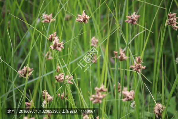 綠草茵茵