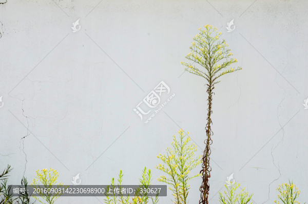 植物墻