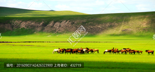 夏季草原馬群