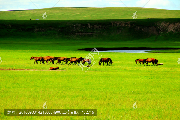 夏季牧場草原馬群
