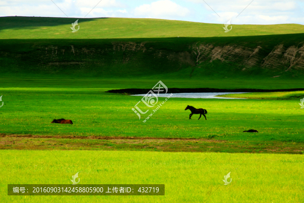 夏季草原牧場小馬駒