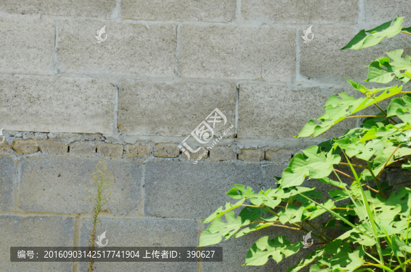 植物石墻