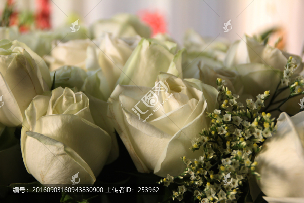 白玫瑰