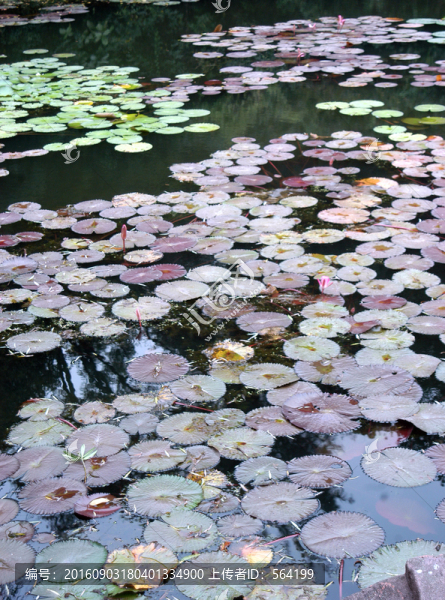 水蓮