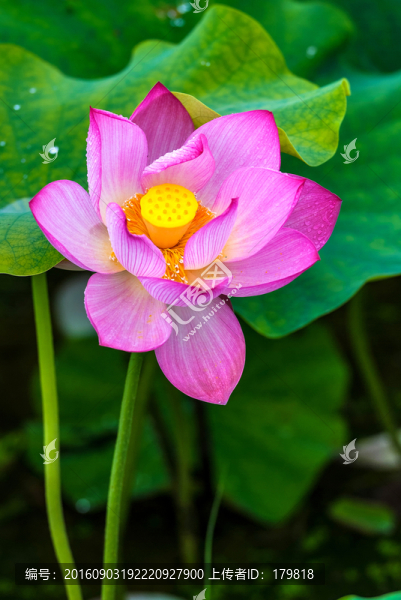 荷花,蓮花