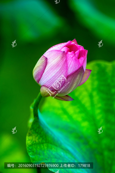 荷花,花蕾